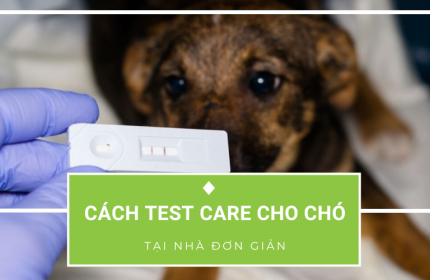 Hướng dẫn cách dùng que test care ở chó chi tiết từng bước